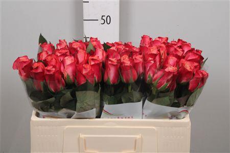 <h4>R Gr Helene</h4>