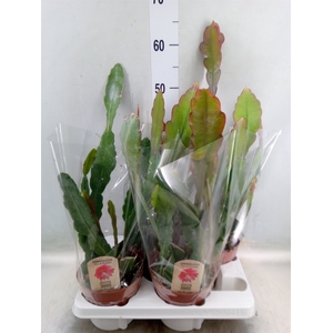 Epiphyllum   ...