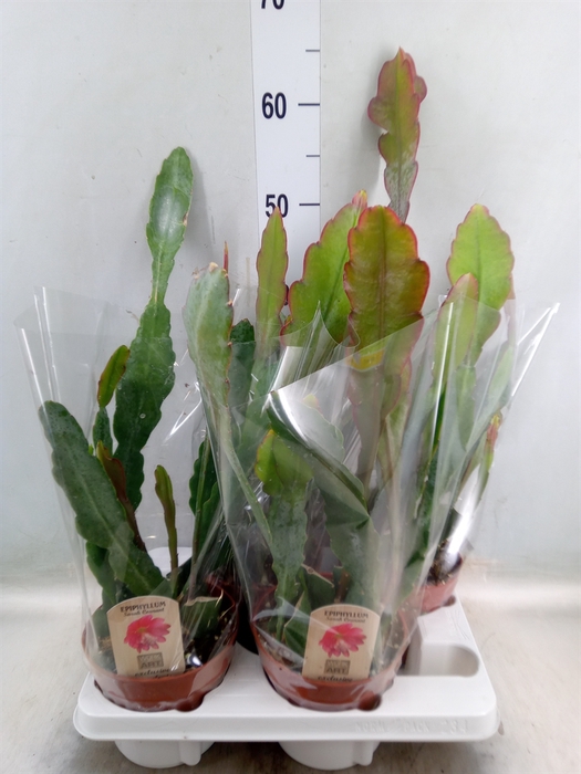 <h4>Epiphyllum   ...</h4>
