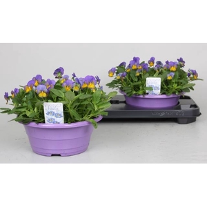 VIO CO TW LAV+YEL FA