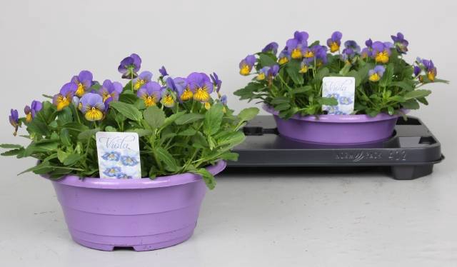 <h4>VIO CO TW LAV+YEL FA</h4>