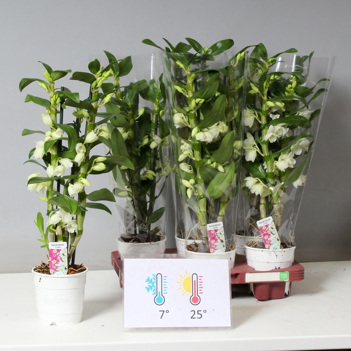 <h4>DENDR N SC APOLLON</h4>