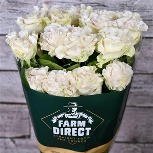 R Gr Cotton Xpression