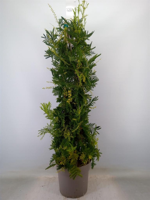 <h4>Acacia paradoxa</h4>