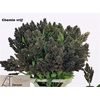 Sorghum Zebra Compac
