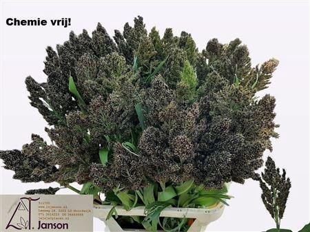 Sorghum Zebra Compac