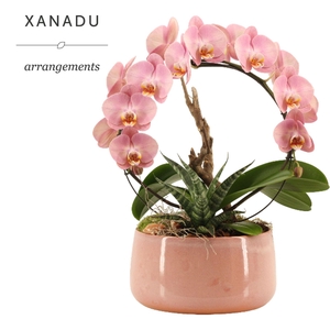 Arr.    Planten  H%