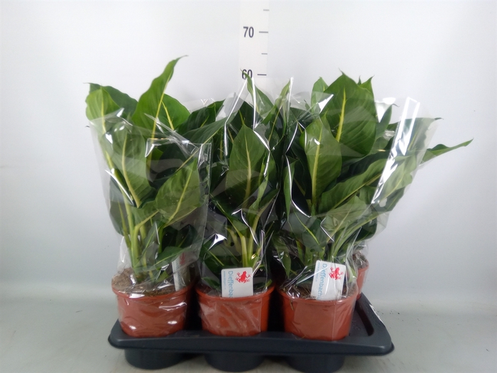 <h4>Dieffenbachia  'Green Magic'</h4>