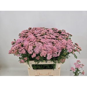 ACHIL M ANITA
