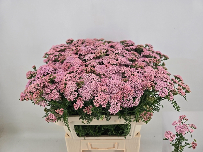 <h4>ACHIL M ANITA</h4>