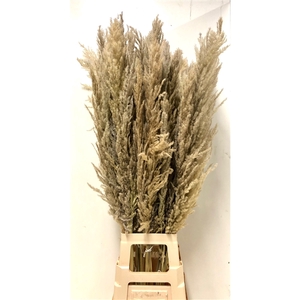 CORTADERIA NATUREL =7= (X8TK) 110 CM