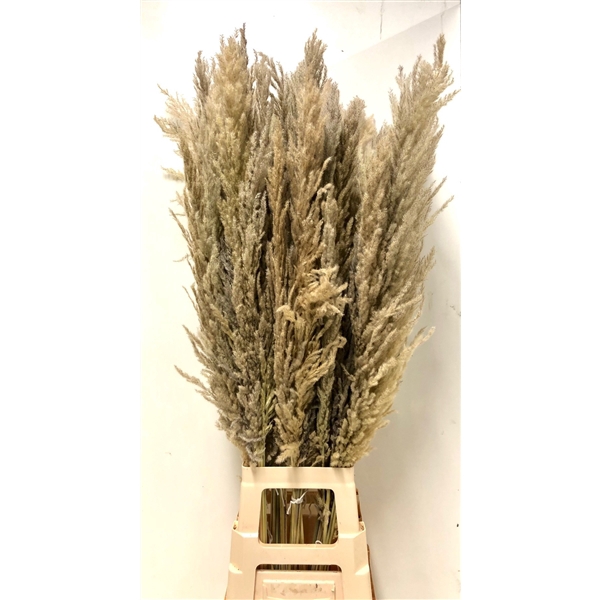 <h4>CORTADERIA NATUREL =7= (X8TK) 110 CM</h4>