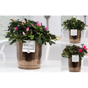 Azalea P&PURE Collection Juliette Goldbronze keramiek