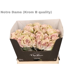 R Gr Notre Dame+ Krom B1