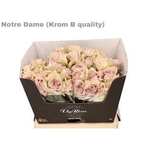 R GR NOTRE DAME+ KROM B1
