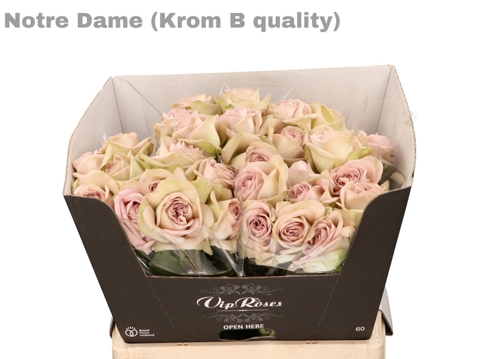 <h4>R GR NOTRE DAME+ KROM B1</h4>