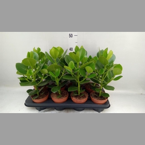 Clusia rosea 'Princess'