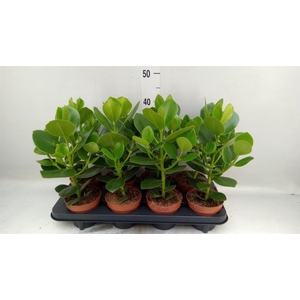 Clusia rosea 'Princess'