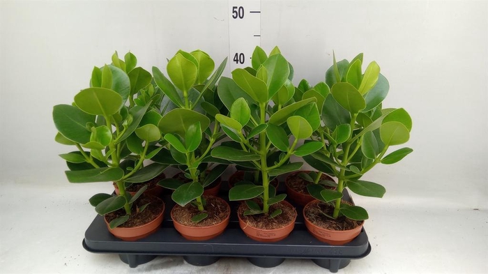 <h4>Clusia rosea 'Princess'</h4>