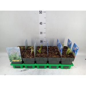 Hosta undulata 'Mediovariegata'