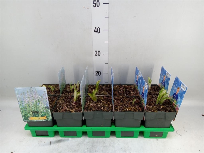 <h4>Hosta undulata 'Mediovariegata'</h4>