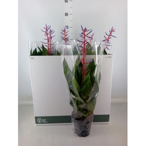 Aechmea  'Blue Rain'