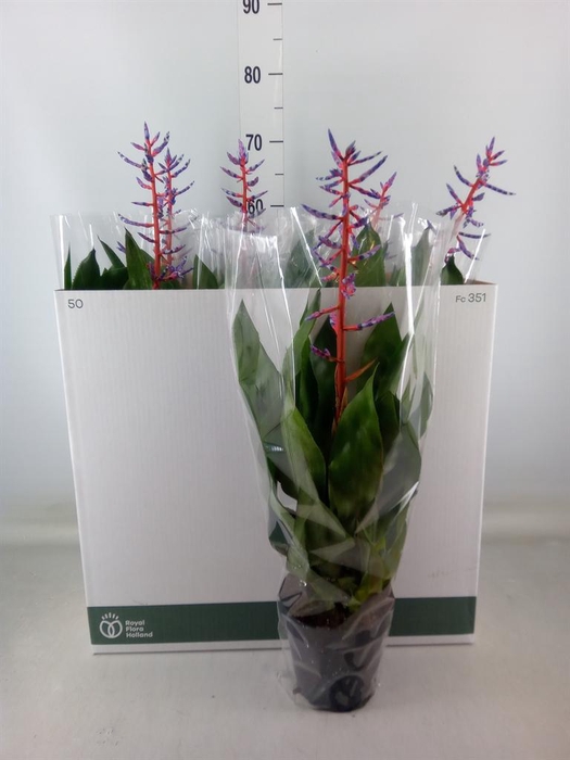 <h4>Aechmea  'Blue Rain'</h4>