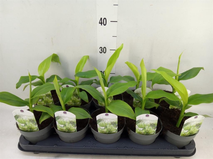 <h4>Musa basjoo</h4>