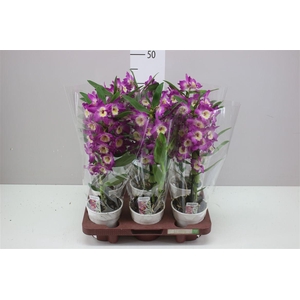 Dendrobium Nobilee Paars 1 Tak