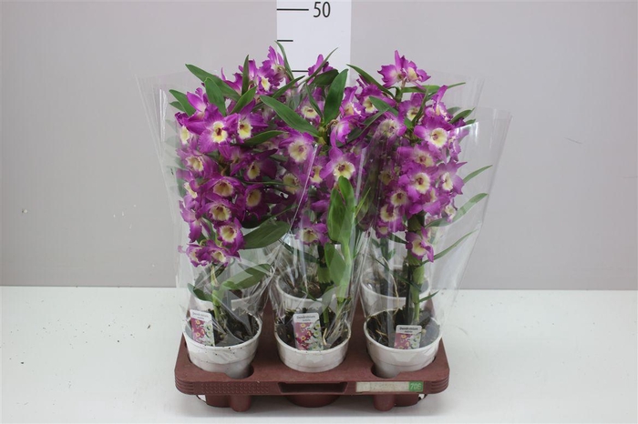 <h4>Dendrobium Nobilee Paars 1 Tak</h4>