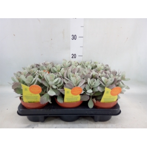 Kalanchoe NF pumila