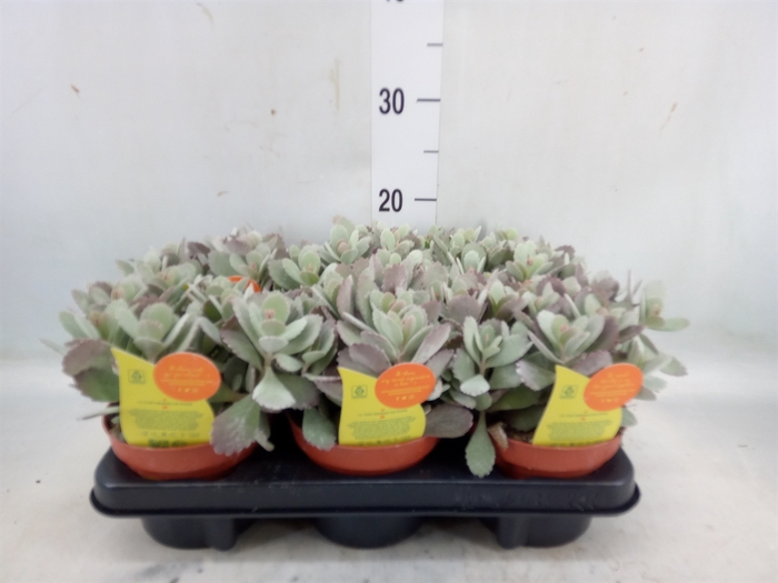 <h4>Kalanchoe NF pumila</h4>