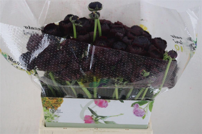 <h4>Ran Cloni Ex Nerone</h4>