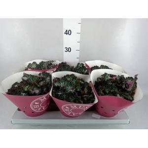 Begonia BD rex 'Purple Blush'