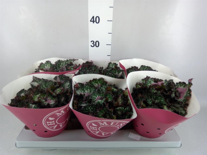 <h4>Begonia BD rex 'Purple Blush'</h4>