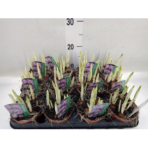 Crocus vernus 'Pickwick'