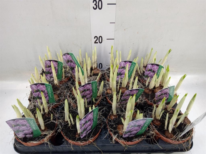 <h4>Crocus vernus 'Pickwick'</h4>