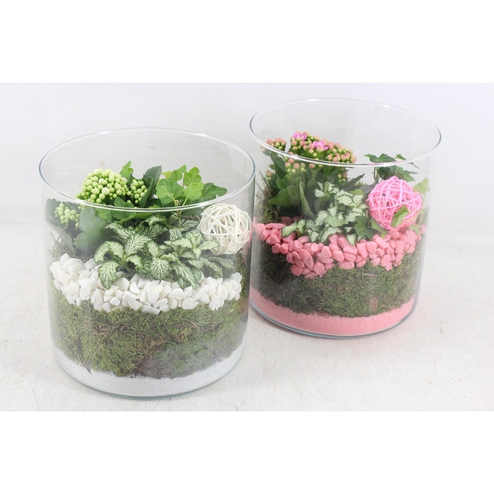<h4>Arr2 Pl - Glas Cilin. Breed 285/5 - Roze/wit</h4>