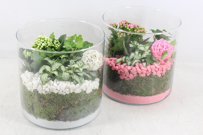 Arr2 Pl - Glas Cilin. Breed 285/5 - Roze/wit