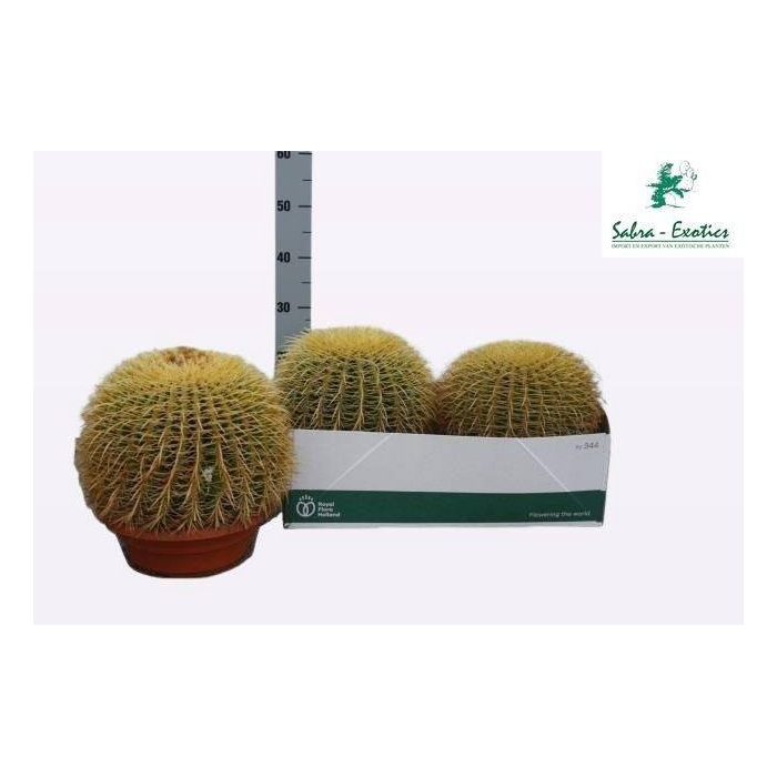 <h4>Echinocactus Grusonii (Cites) 27Ø 25cm</h4>