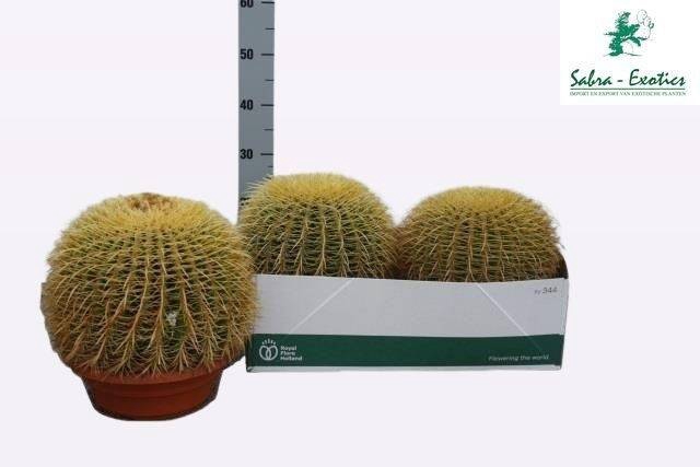 Echinocactus Grusonii (Cites) 27Ø 25cm