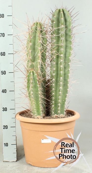 <h4>CACTUS OV</h4>