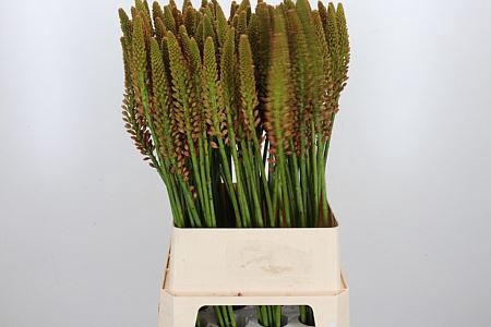 <h4>EREMURUS CLEOPATRA</h4>