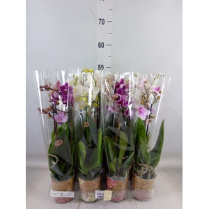 Phalaenopsis   ...mix