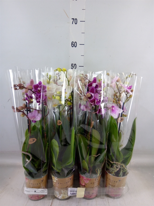 <h4>Phalaenopsis   ...mix</h4>