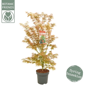 Acer palm. 'Jerre Schwartz' C14 struik