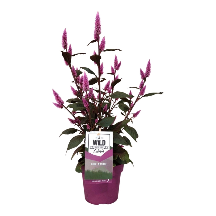 <h4>Celosia Spicata type Wild Pink</h4>
