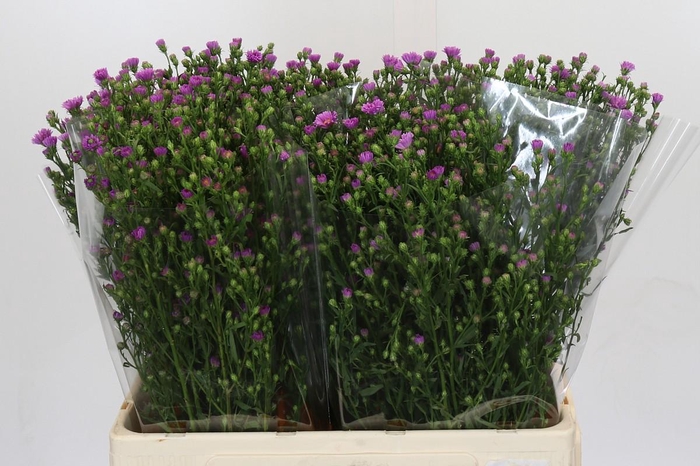 <h4>Aster Casarosa</h4>