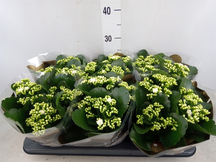 <h4>Kalanchoe blos. 'RosDon Dione'</h4>