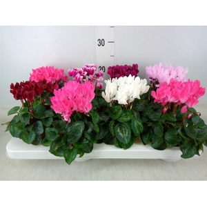 Cyclamen KL 'Compact'